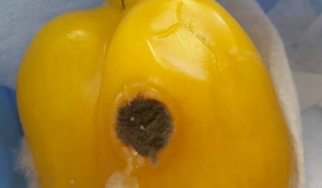 Cladosporium fruit rot causing circular dark-coloured lesion on pepper fruit